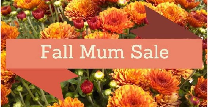 Mum Sale Saturday